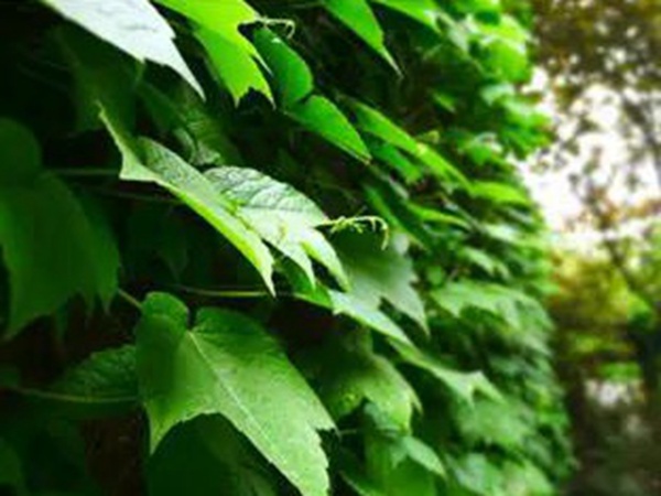 爬山虎種植方法與播種前應(yīng)該如何準備