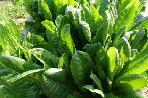 菊苣草可以養(yǎng)殖雞鴨鵝豬魚，是多年生的嗎