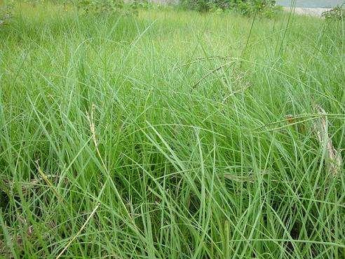 百喜草如何種植，種植方法是什么？