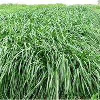 秋冬季節(jié)適合養(yǎng)殖種牧草嗎？種植什么牧草比較好？