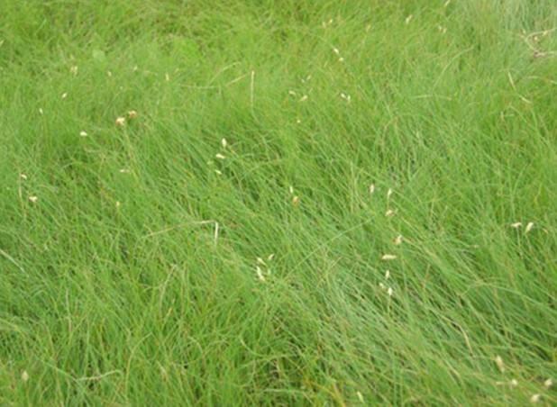 野牛草種植這幾個步驟一定要掌握好，種植就比較簡單