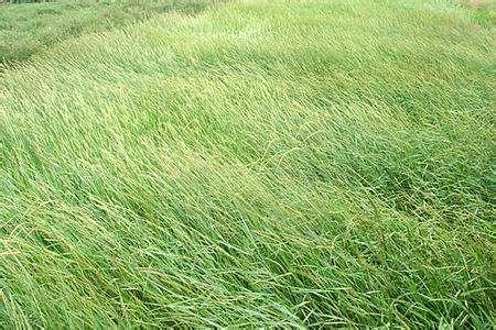 披堿草不僅可以做為一種牧草，還能作為一種防風護沙環境保護草