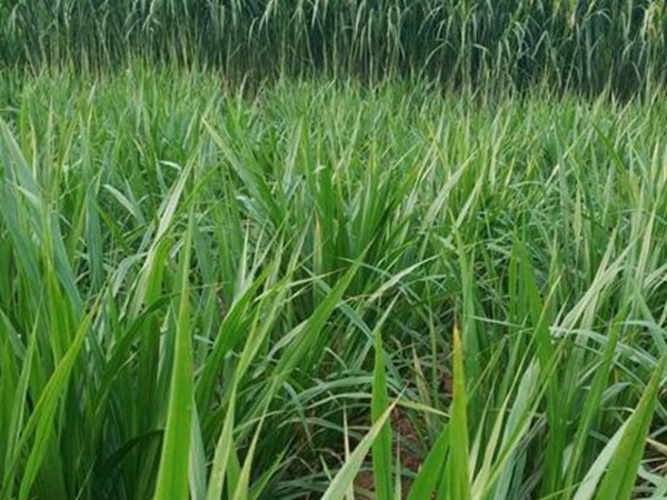 皇竹草種植經(jīng)濟效益有哪些？作用是什么？