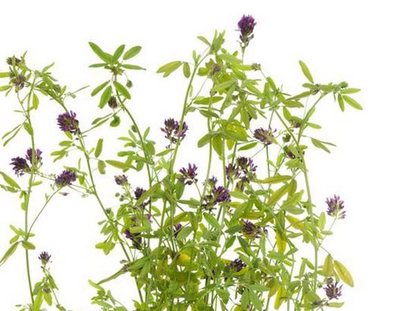 養(yǎng)羊如何選擇牧草？有什么需要注意的？