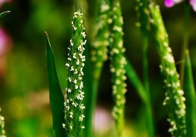 種植紫云英技巧方法，重視蟲害，要想產量高要注意的問題