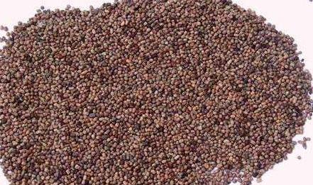 優(yōu)質(zhì)牧草—馬棘經(jīng)濟價值以及播種環(huán)境 優(yōu)質(zhì)牧草—馬棘經(jīng)濟價值以及播種環(huán)境