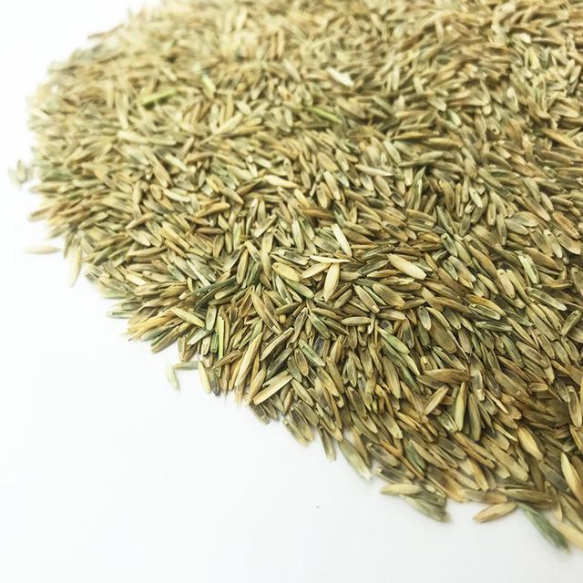 優(yōu)質牧草種黑麥草，生長速度快，產量高，畜牧愛吃