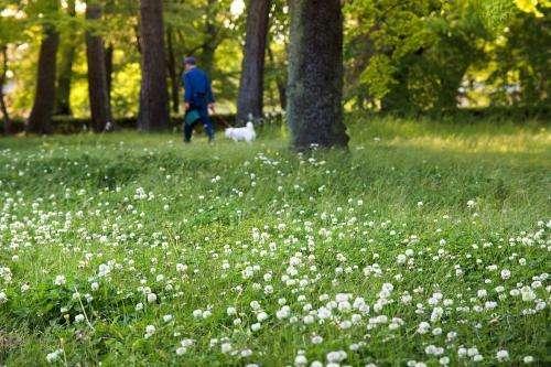 白三葉的種植技術，什么時候種植比較合適