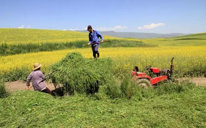 養(yǎng)牛最適合種植什么牧草比較好？種植方法是什么？