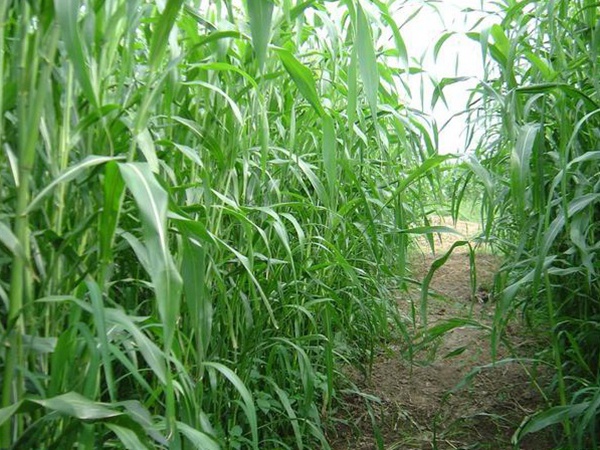 種植牧草需要注意的地方有很多，需要注意什么？