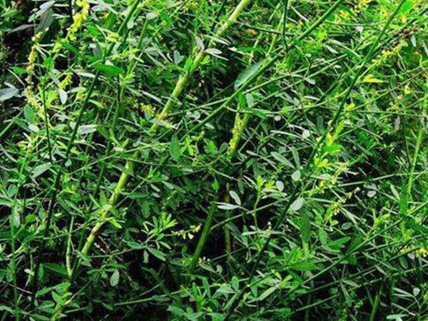 草木樨種子去哪里買比較好？育苗方法有哪些？