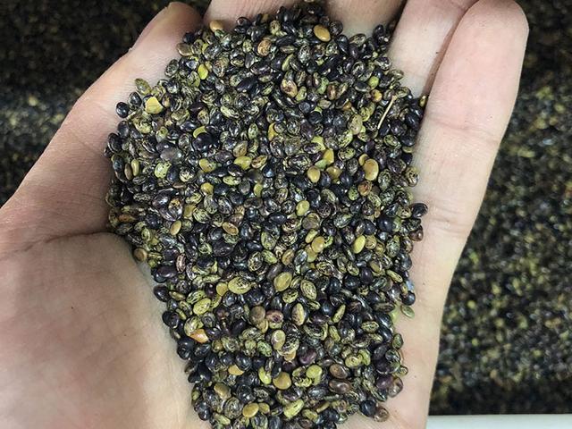 胡枝子的種植技術介紹，什么時候播種最佳？