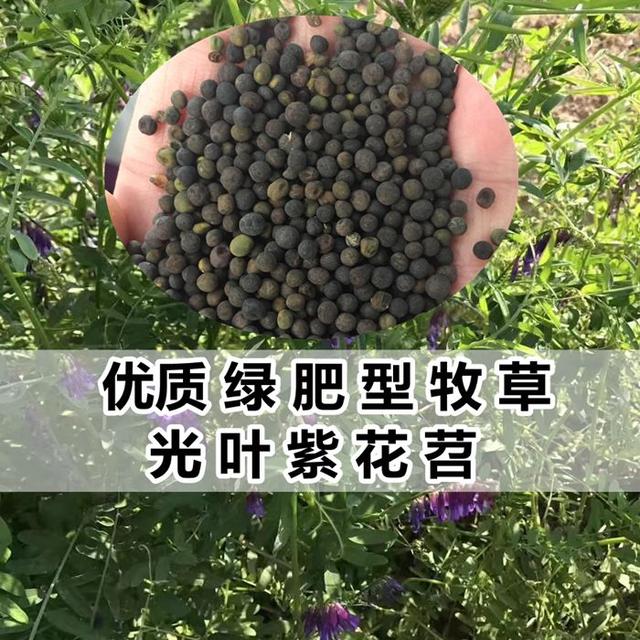優(yōu)質(zhì)養(yǎng)蜂蜜源植物、牧草光葉紫花苕的種植技術(shù) 優(yōu)質(zhì)養(yǎng)蜂蜜源植物、牧草光葉紫花苕的種植技術(shù)