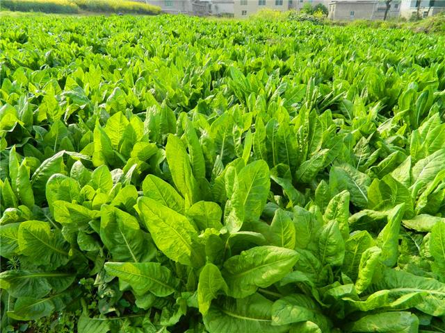 菊苣的主要價(jià)值及種植技術(shù)介紹
