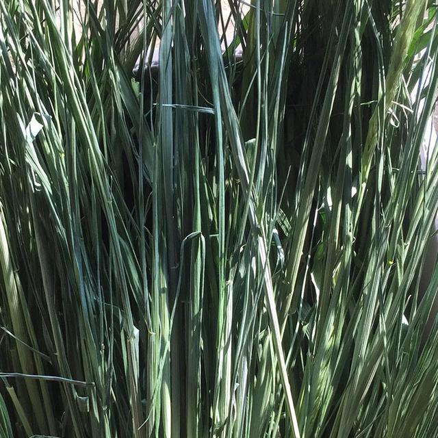 優(yōu)質牧草種黑麥草，生長速度快，產量高，畜牧愛吃