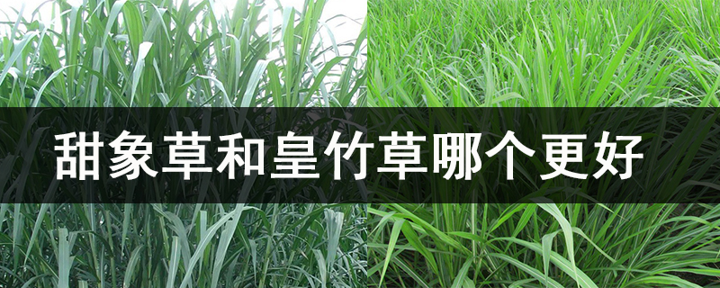 甜象草和皇竹草哪個(gè)更好.jpg