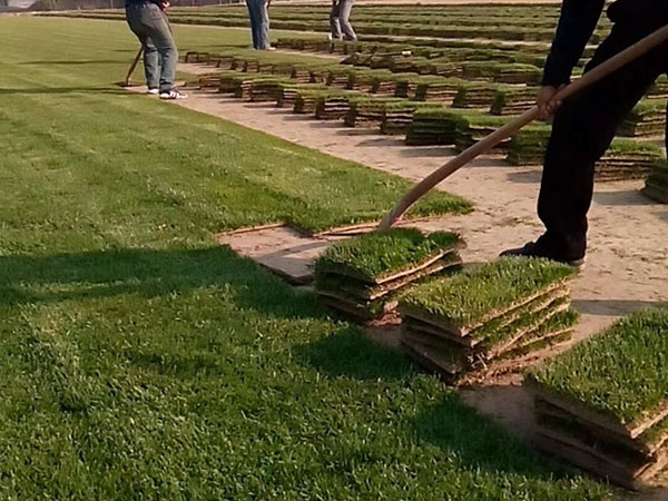 多年生黑麥草圖片 多年生黑麥草圖片