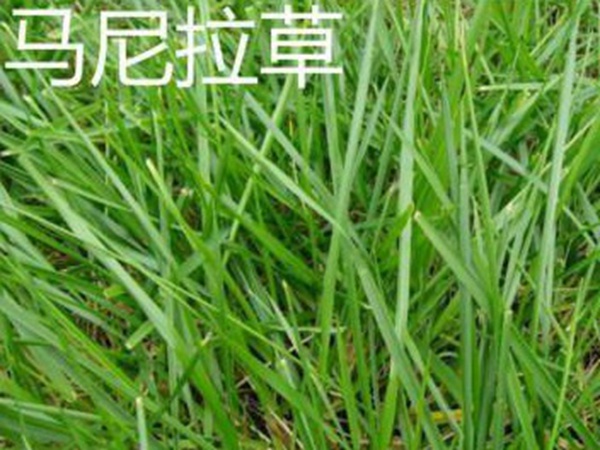 草坪常見(jiàn)品種——你知道的有幾種？