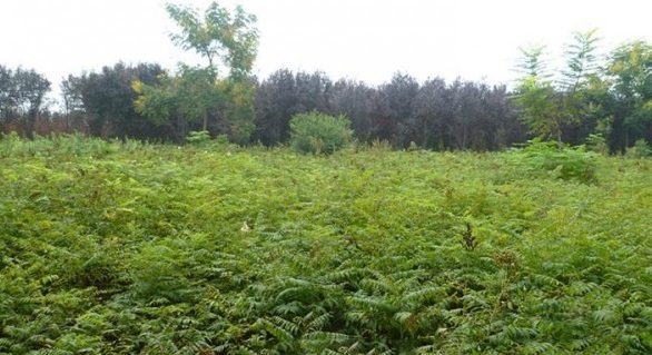 1627990457834925.jpg image.jpg