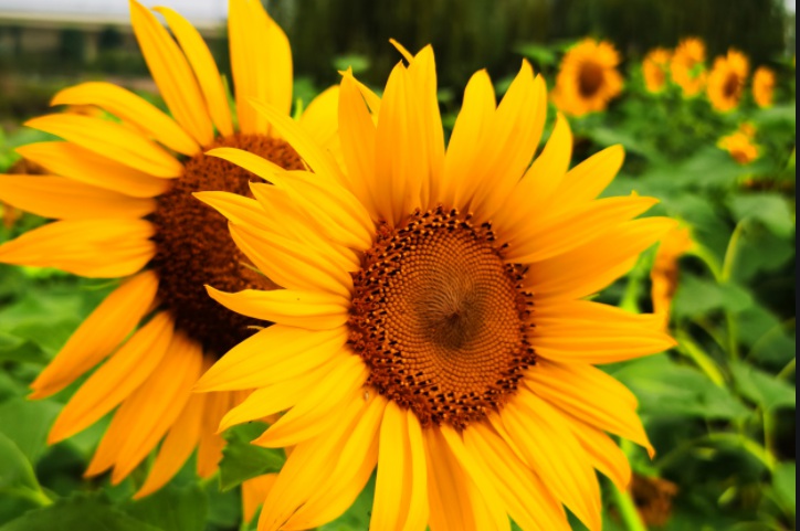 1628230699653107.jpg 向日葵1.jpg