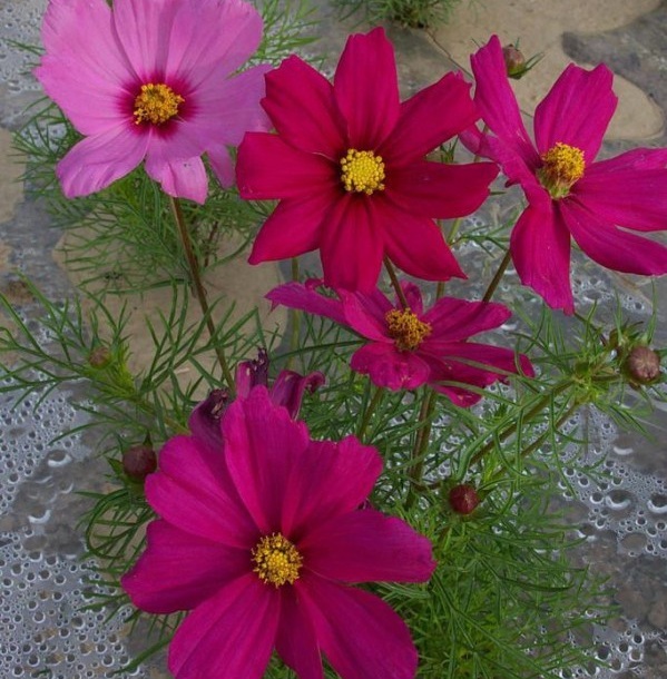 1628772537644105.jpg 1628772503(1).jpg