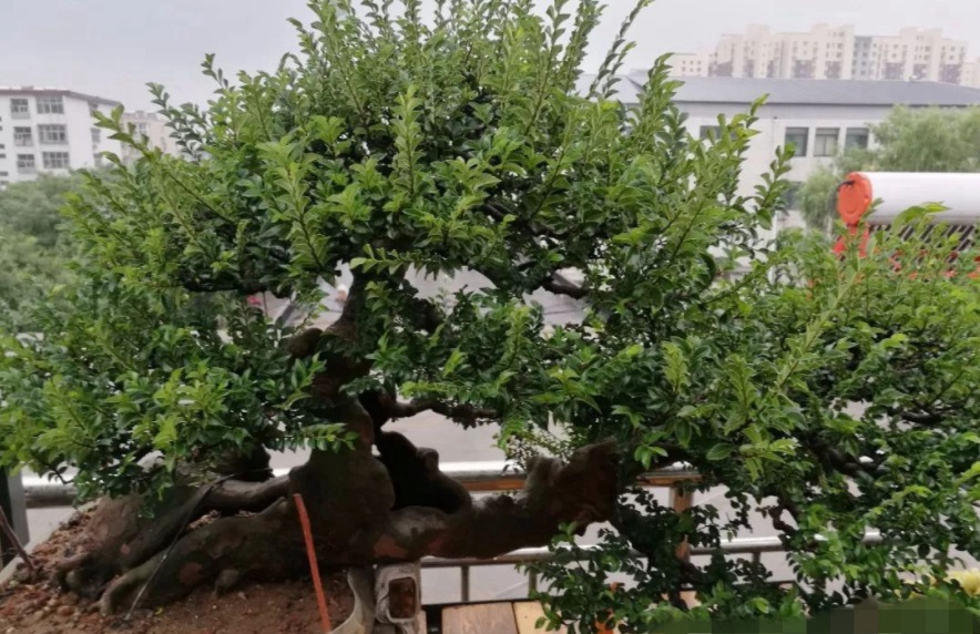 1629201520384007.jpg 1629201516(1).jpg