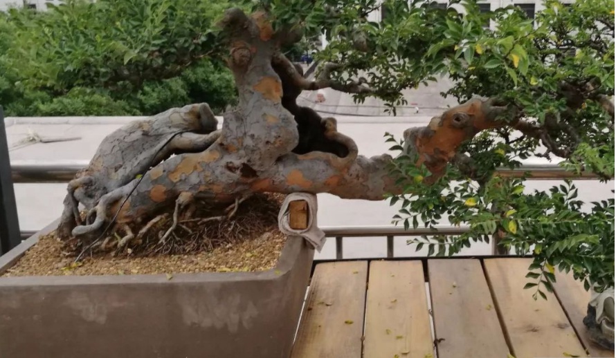 1629201535154735.jpg 1629201530(1).jpg