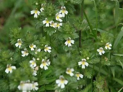 小米草的養殖方法有哪些需要注意的