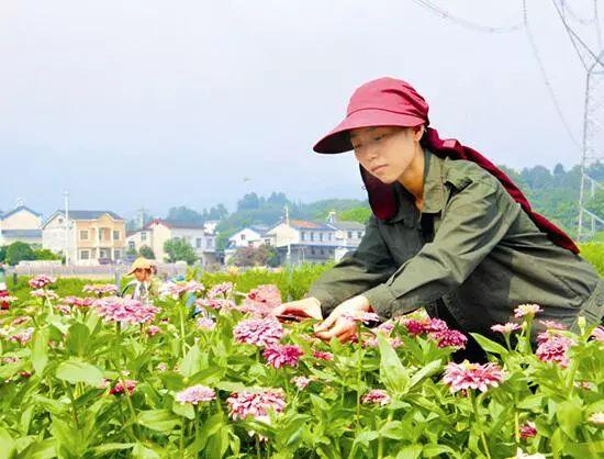 百日草生長期養(yǎng)護要點，百日草一年四季的養(yǎng)護方法