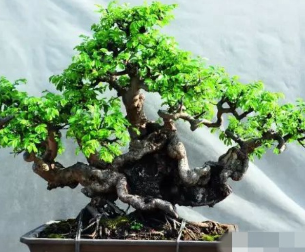 1629948741804475.jpg 7A@9~@GTI)B588[_~E1@7VY.jpg