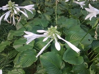 1629976387886920.jpg 1629976387886920.jpg