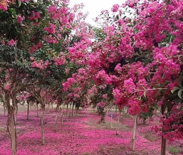 1630070470844801.jpg {4}$L@0VFNA8AQ0N}F_I{AN.jpg