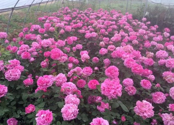 1630123448648383.jpg image.jpg