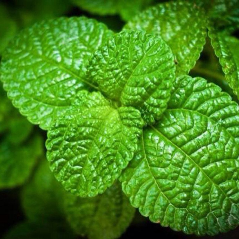 留蘭香薄荷的用途和作用你知道嗎