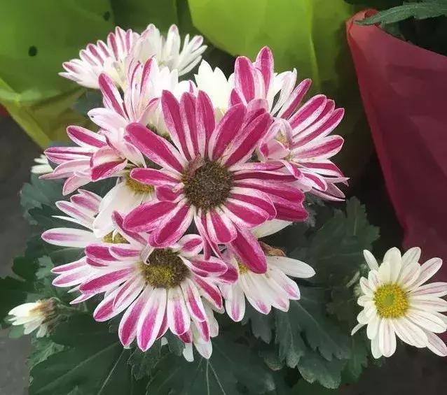 小雛菊如何養(yǎng)護，做到以下四點