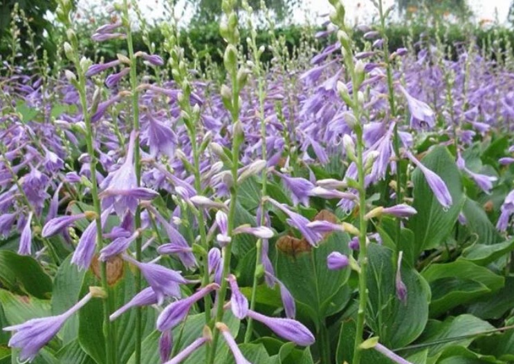 1630312275414031.jpg 花葉玉簪1.jpg