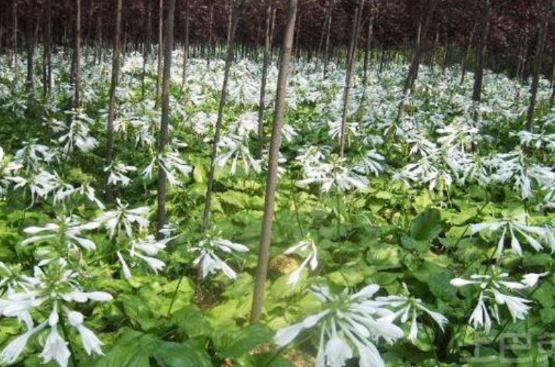 1630312296239071.jpg 花葉玉簪2.jpg