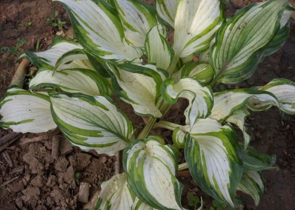 1630472217889194.jpg image.jpg