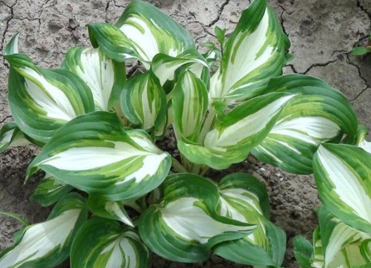 1630498461118412.jpg image.jpg