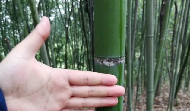 1631439382813267.jpg image.jpg