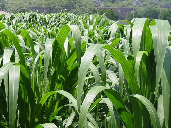 1632452468386819.jpg image.jpg