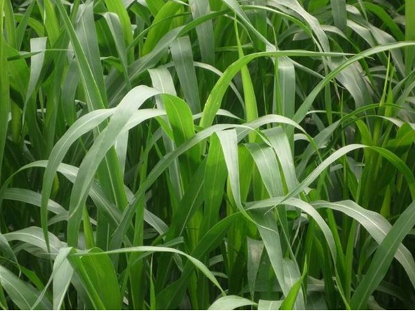 1632452476402851.jpg image.jpg