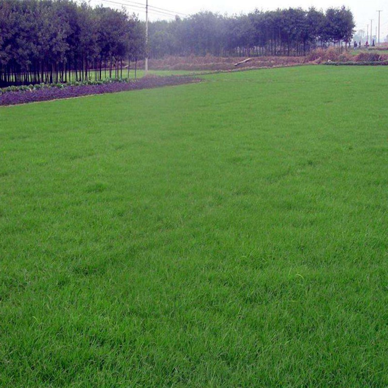 1632743275419123.jpg 99c49ea1d6d7eafacab78d2b565a82ad_1584583950935459.jpg