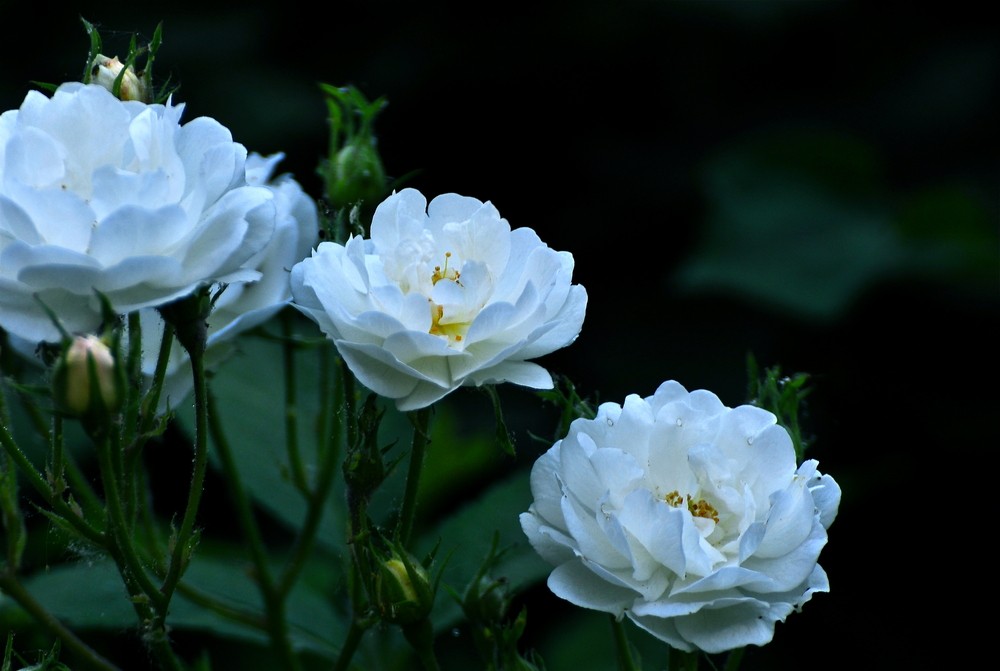 1636107549849801.jpg 1636107549849801.jpg