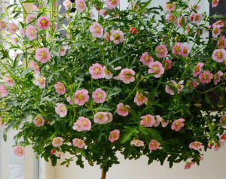 1638173759497792.jpg 1638173759497792.jpg