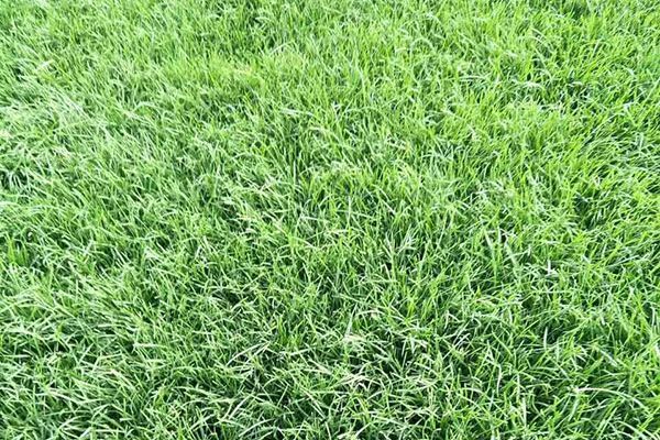 早熟禾優(yōu)美