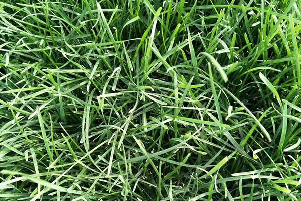 早熟禾優(yōu)美