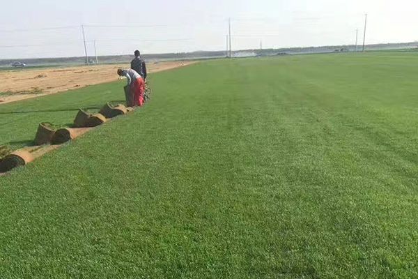 早熟禾優(yōu)美