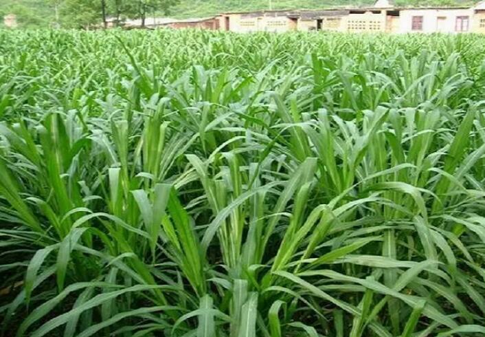 1650203397244773.jpg 1650203397244773.jpg